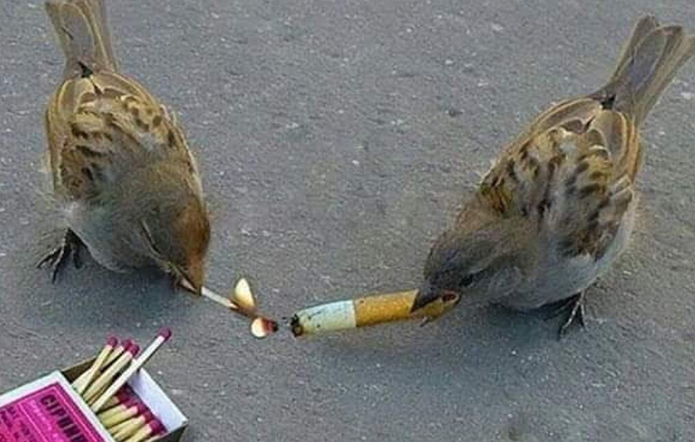 20 Photos Where Common Sense Was Left for Dead