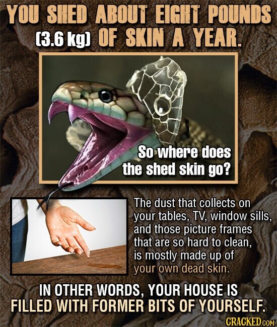 YOU SHED ABOUT EIGHT POUNDS 13.6 kg] OF SKIN A YEAR. So where does the shed skin go? The dust that collects on your tables, TV, window sills, and those picture frames that are so hard to clean, is mostly made up of your own dead skin. IN OTHER WORDS, YOUR HOUSE IS FILLED WITH FORMER BITS OF YOURSELF. CRACKED.COM