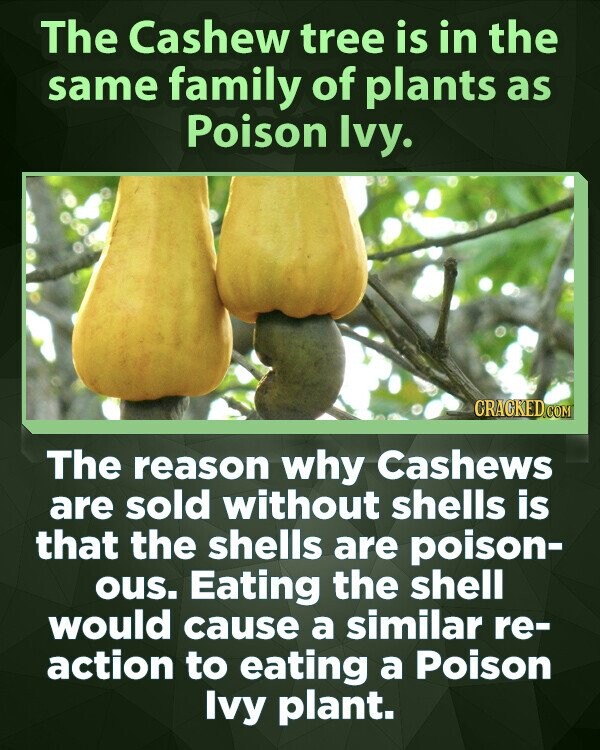 The Cashew tree is in the same family of plants as Poison Ivy. CRACKED.COM The reason why Cashews are sold without shells is that the shells are poison- ous. Eating the shell would cause a similar re- action to eating a Poison Ivy plant.