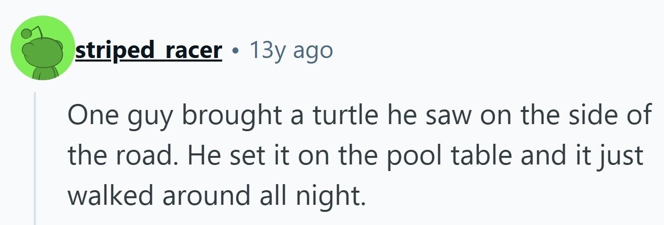 striped racer 13y ago One guy brought a turtle he saw on the side of the road. Не set it on the pool table and it just walked around all night. 