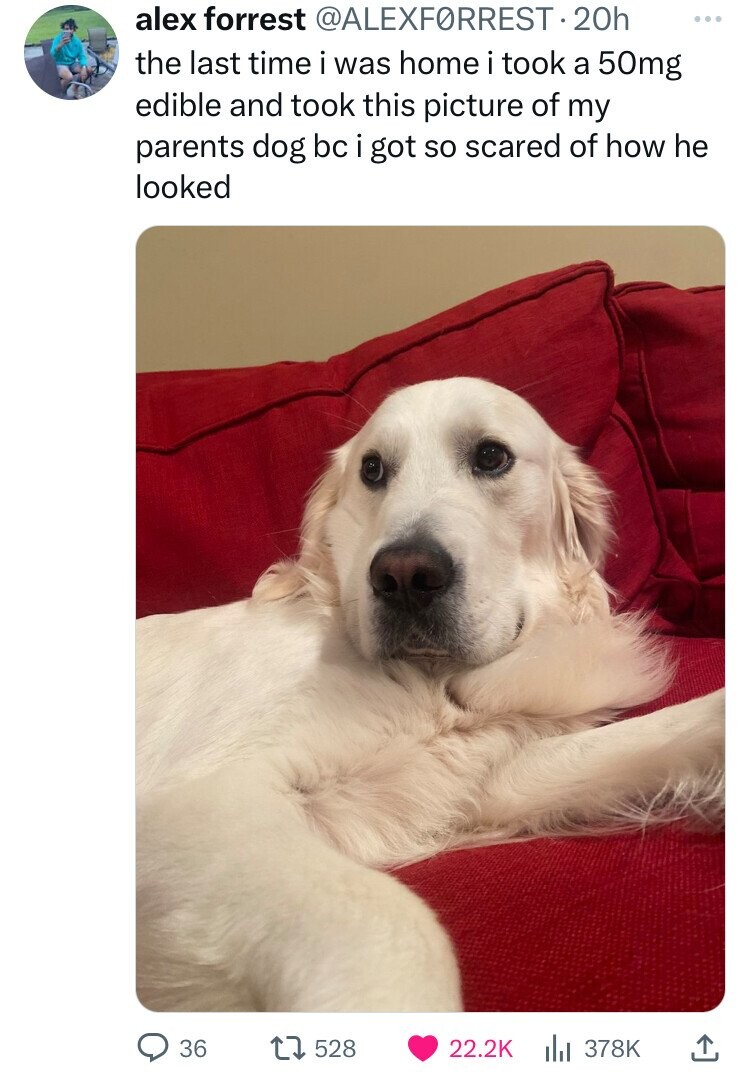 alex forrest @ALEXFORREST 20h ... the last time i was home i took a 50mg edible and took this picture of my parents dog bc i got so scared of how he looked 36 528 22.2K 378K