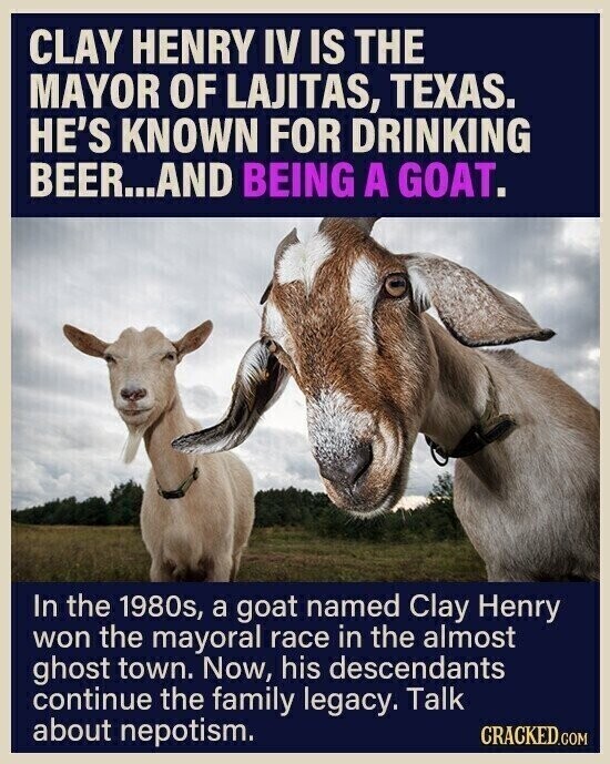 CLAY HENRY IV IS THE MAYOR OF LAJITAS, TEXAS. HE'S KNOWN FOR DRINKING BEER...AND BEING A GOAT. In the 1980s, a goat named Clay Henry won the mayoral race in the almost ghost town. Now, his descendants continue the family legacy. Talk about nepotism. CRACKED.COM