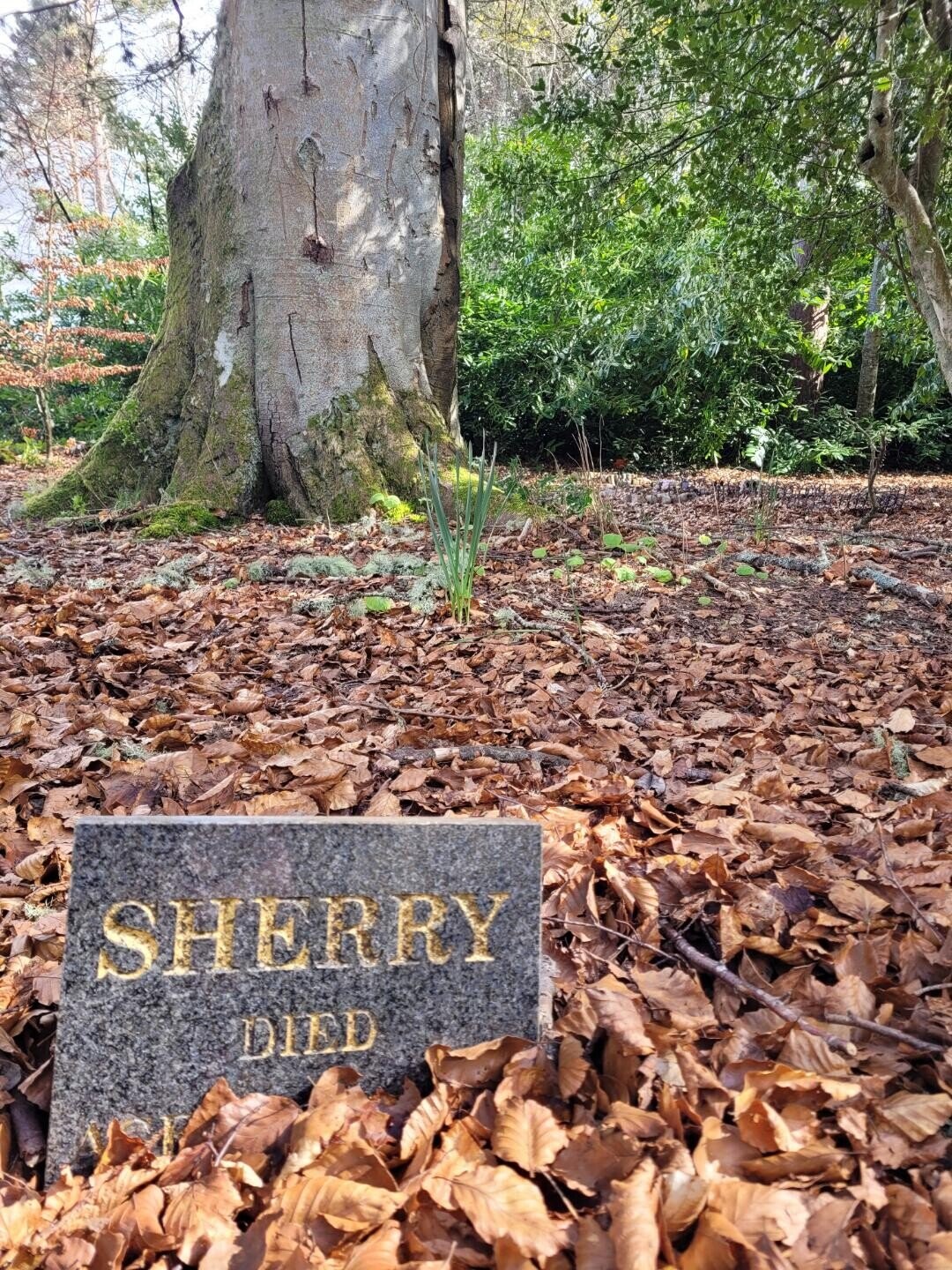 SHERRY DIED 