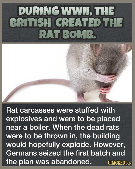 DURING WWII, THE BRITISH CREATED THE RAT BOMB. Rat carcasses were stuffed with explosives and were to be placed near a boiler. When the dead rats were to be thrown in, the building would hopefully explode. However, Germans seized the first batch and the plan was abandoned. CRACKED.COM