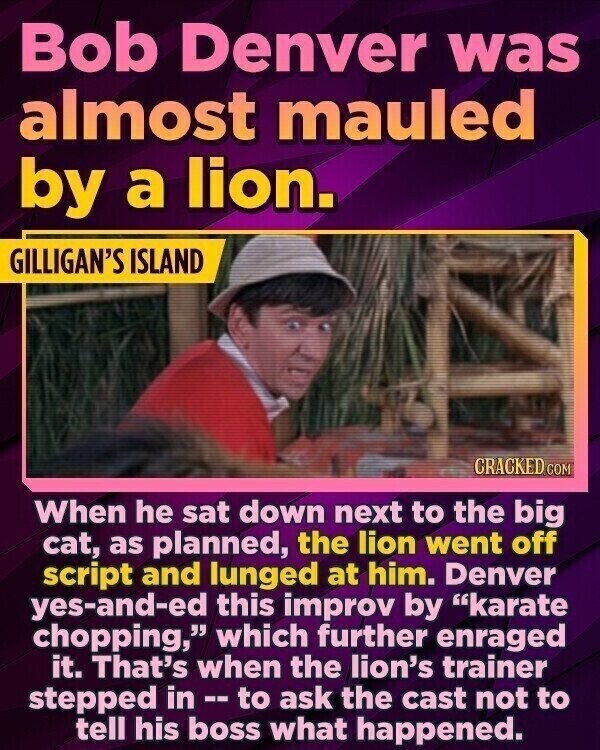 Bob Denver was almost mauled by a lion. GILLIGAN'S ISLAND CRACKED.COM When he sat down next to the big cat, as planned, the lion went off script and lunged at him. Denver yes-and-ed this improv by karate chopping, which further enraged it. That's when the lion's trainer stepped in--to ask the cast not to tell his boss what happened.