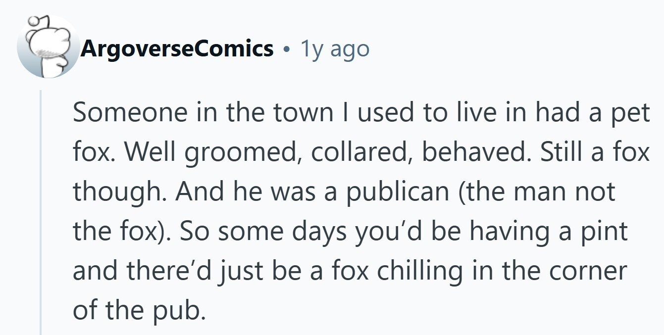 ArgoverseComics . 1y ago Someone in the town I used to live in had a pet fox. Well groomed, collared, behaved. Still a fox though. And he was a publican (the man not the fox). So some days you'd be having a pint and there'd just be a fox chilling in the corner of the pub. 