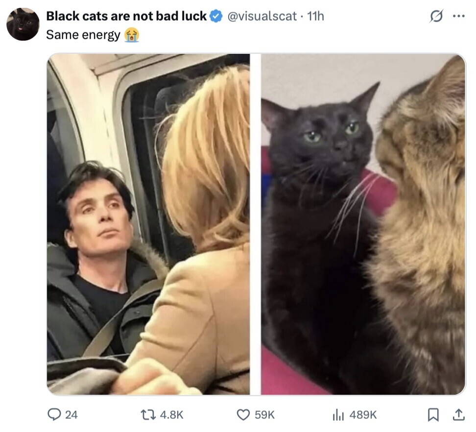Black cats are not bad luck @visualscat . 11h s ... Same energy 24 4.8K 59K 489K 