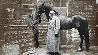 40 Random Bits of Trivia Stomped Out to Us by Clever Hans, the German Genius Horse