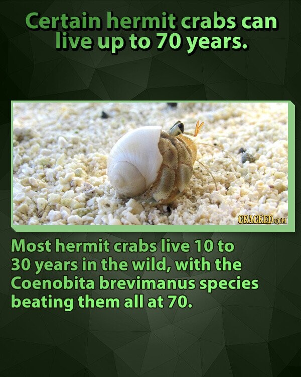 Certain hermit crabs can live up to 70 years. GRAGKED.COM Most hermit crabs live 10 to 30 years in the wild, with the Coenobita brevimanus species beating them all at 70.