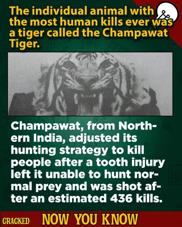 The individual animal with the most human kills ever was a tiger called the Champawat Tiger. Champawat, from North- ern India, adjusted its hunting strategy to kill people after a tooth injury left it unable to hunt nor- mal prey and was shot af- ter an estimated 436 kills. CRACKED NOW YOU KNOW