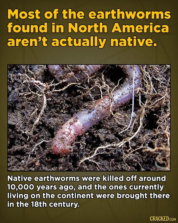Most of the earthworms found in North America aren't actually native. Native earthworms were killed off around 10,000 years ago, and the ones currently living on the continent were brought there in the 18th century. CRACKED.COM