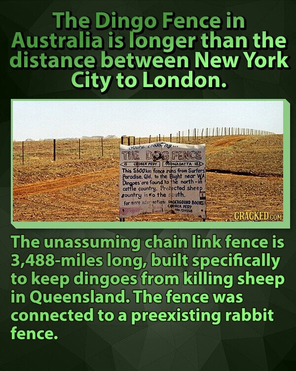 The Dingo Fence in Australia is longer than the distance between New York City to London. You're crossing... THE DOG FENCE is COOBER PEDY TODNADATTA 188 This 5,600km fence runs from Surfers Paradise. Qld. to the Bight near WA Dingoes'are found to the north-in cattle country. Protected sheep gountry is the south. For more inter action UNDERGOUND BOOKS COOBER PEDY de 721558 CRACKED COM The unassuming chain link fence is 3,488-miles long, built specifically to keep dingoes from killing sheep in Queensland. The fence was connected to a preexisting rabbit fence.