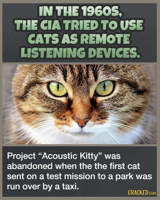 IN THE 1960S, THE CIA TRIED TO USE CATS AS REMOTE LISTENING DEVICES. Project Acoustic Kitty was abandoned when the the first cat sent on a test mission to a park was run over by a taxi. CRACKED.COM