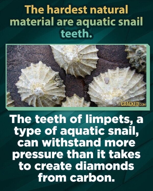 The hardest natural material are aquatic snail teeth. CRACKED.COM The teeth of limpets, a type of aquatic snail, can withstand more pressure than it takes to create diamonds from carbon.