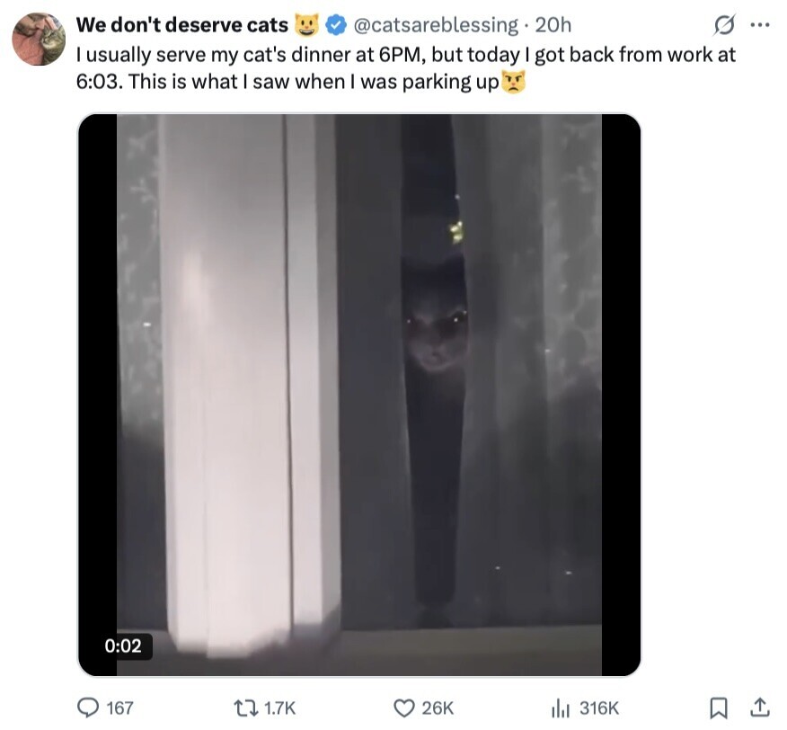 We don't deserve cats G ... @catsareblessing 20h I usually serve my cat's dinner at 6PM, but today got back from work at 6:03. This is what saw when I was parking up 0:02 167 1.7K 26K 316K 