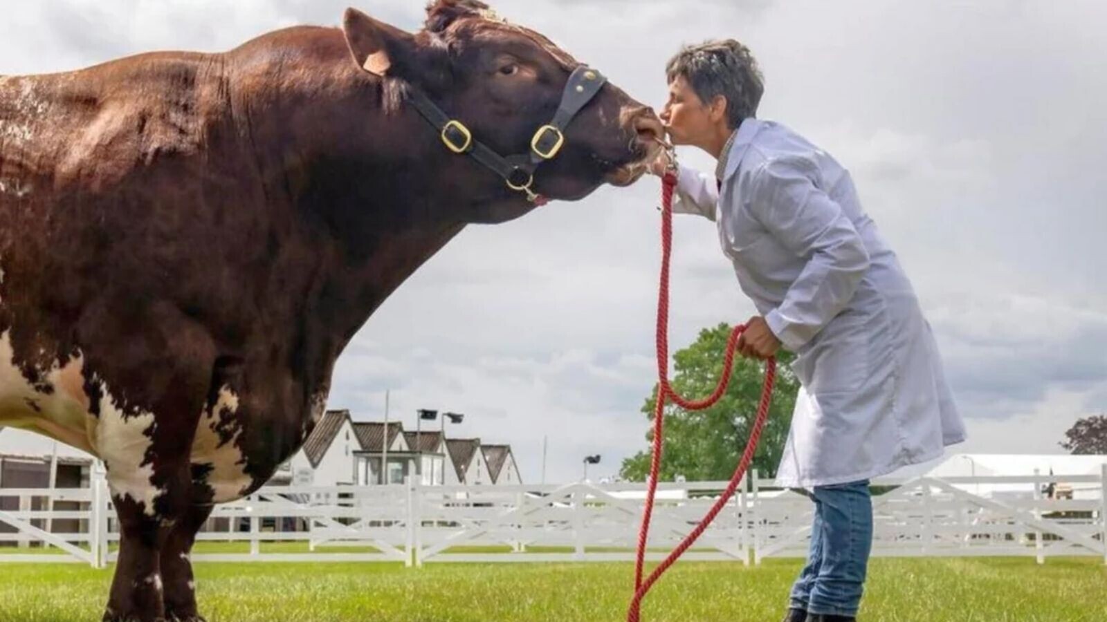 Offended Cow 16 Innocent Images With Surprisingly Messed-Up Context | Cracked.com