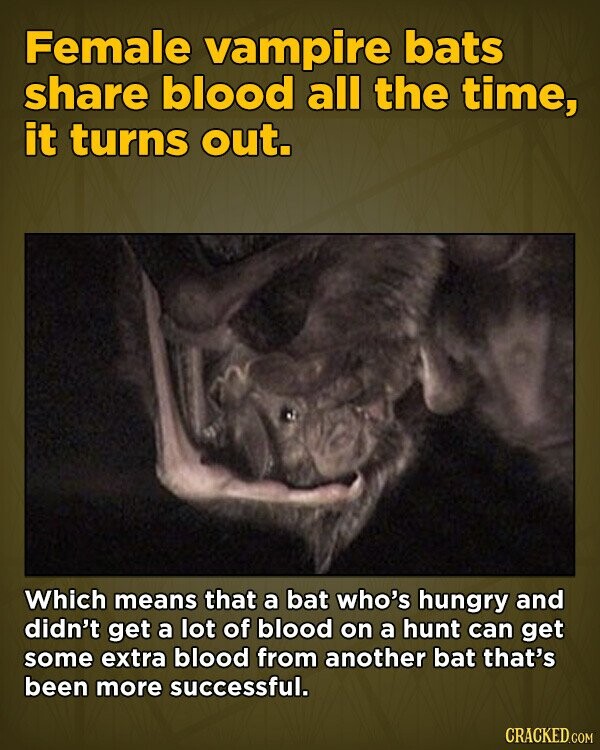 Female vampire bats share blood all the time, it turns out. Which means that a bat who's hungry and didn't get a lot of blood on a hunt can get some extra blood from another bat that's been more successful. CRACKED.COM