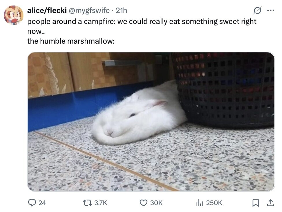 alice/flecki @mygfswife - 21h S ... people around a campfire: we could really eat something sweet right now.. the humble marshmallow: 24 3.7K 30K del 250K 