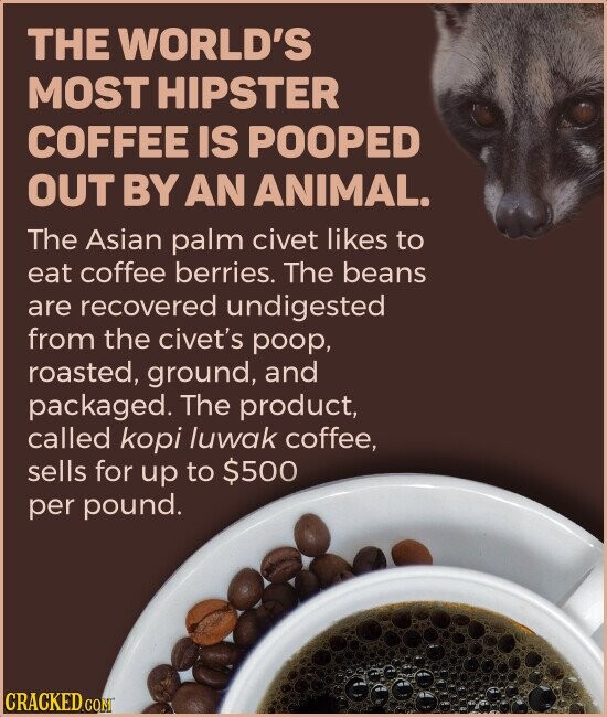 THE WORLD'S MOST HIPSTER COFFEE IS POOPED OUT BY AN ANIMAL. The Asian palm civet likes to eat coffee berries. The beans are recovered undigested from the civet's poop, roasted, ground, and packaged. The product, called kopi luwak coffee, sells for up to $500 per pound. CRACKED.COM