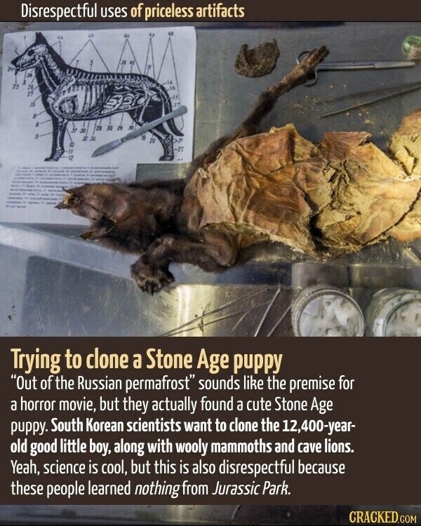 Disrespectful uses of priceless artifacts 28 30 29 n 37 30 K de 22 Trying to clone a Stone Age puppy Out of the Russian permafrost sounds like the premise for a horror movie, but they actually found a cute Stone Age puppy. South Korean scientists want to clone the 12,400-year- old good little boy, along with wooly mammoths and cave lions. Yeah, science is cool, but this is also disrespectful because these people learned nothing from Jurassic Park. CRACKED.COM