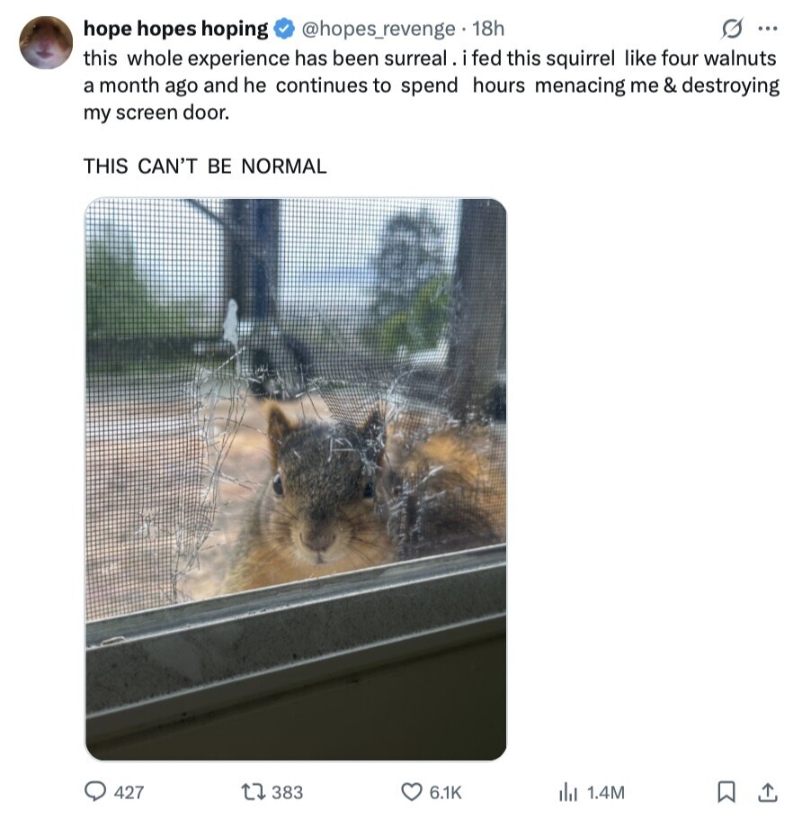 @hopes_revenge 18h G ... hope hopes hoping this whole experience has been surreal. ifed this squirrel like four walnuts a month ago and he continues to spend hours menacing me & destroying my screen door. THIS CAN'T BE NORMAL 427 383 6.1K del 1.4M 