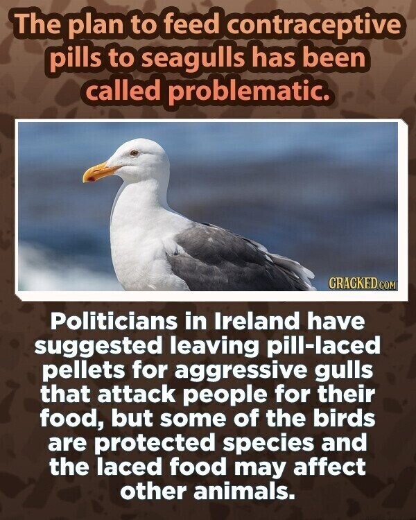 The plan to feed contraceptive pills to seagulls has been called problematic. CRACKED.COM Politicians in Ireland have suggested leaving pill-laced pellets for aggressive gulls that attack people for their food, but some of the birds are protected species and the laced food may affect other animals.