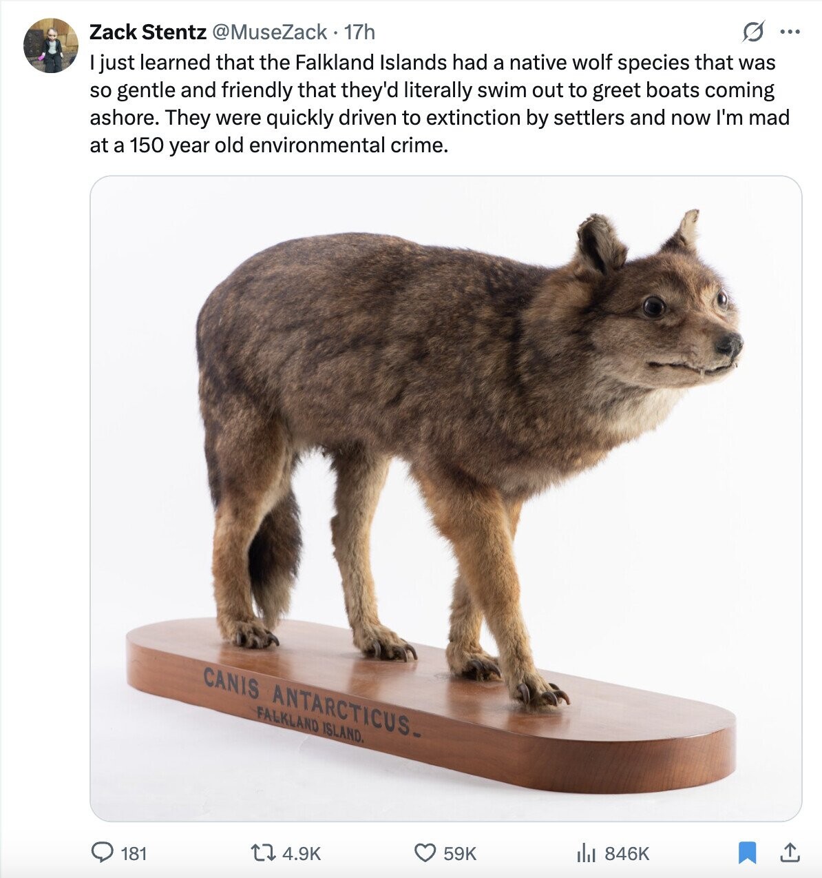 Zack Stentz @MuseZack 17h O ... just learned that the Falkland Islands had a native wolf species that was so gentle and friendly that they'd literally swim out to greet boats coming ashore. They were quickly driven to extinction by settlers and now I'm mad at a 150 year old environmental crime. CANIS ANTARCTICUS. FALKLAND ISLAND. 59K , 846K 181 4.9K