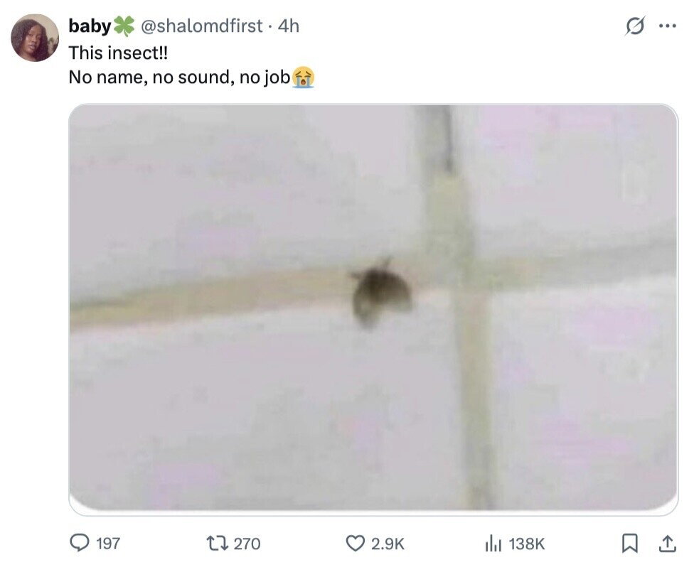 @shalomdfirst.4h s ... baby This insect!! No name, no sound, no job 197 270 2.9K del 138K 