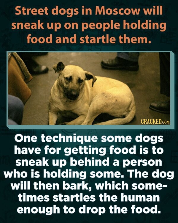 Street dogs in Moscow will sneak up on people holding food and startle them. CRACKED.COM One technique some dogs have for getting food is to sneak up behind a person who is holding some. The dog will then bark, which some- times startles the human enough to drop the food.