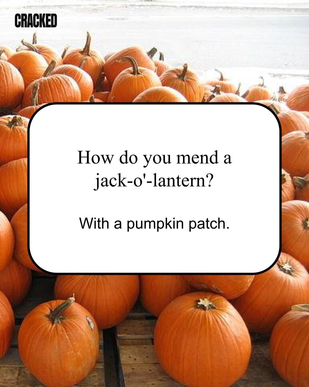 CRACKED How do you mend a jack-o'-lantern? With a pumpkin patch.