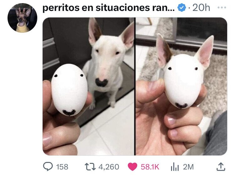 perritos en situaciones ran... 20h ... 158 4,260 58.1K del 2M