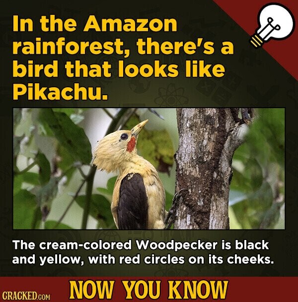 In the Amazon rainforest, there's a bird that looks like Pikachu. The cream-colored Woodpecker is black and yellow, with red circles on its cheeks. NOW YOU KNOW CRACKED.COM