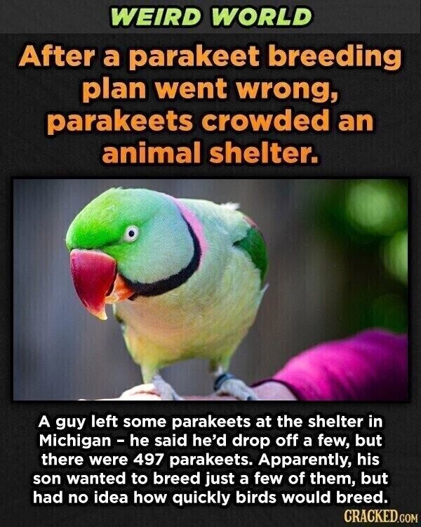 WEIRD WORLD After a parakeet breeding plan went wrong, parakeets crowded an animal shelter. A guy left some parakeets at the shelter in Michigan - he said he'd drop off a few, but there were 497 parakeets. Apparently, his son wanted to breed just a few of them, but had no idea how quickly birds would breed. CRACKED.COM
