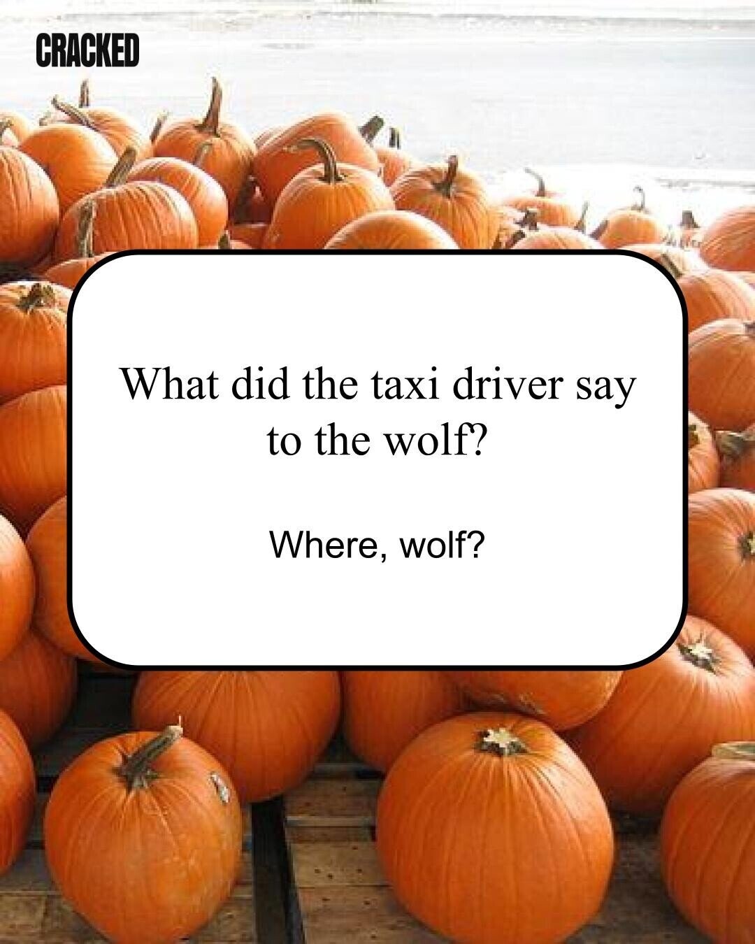 CRACKED What did the taxi driver say to the wolf? Where, wolf?