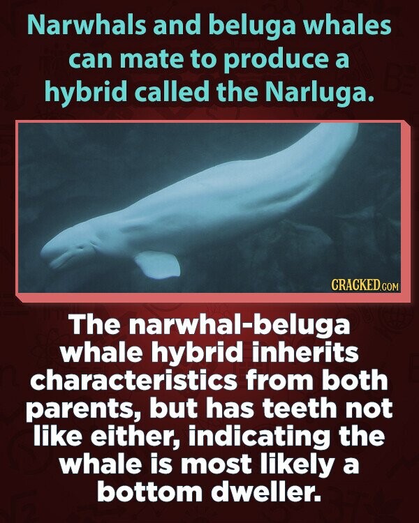 Narwhals and beluga whales can mate to produce a hybrid called the Narluga. CRACKED.COM The narwhal-beluga whale hybrid inherits characteristics from both parents, but has teeth not like either, indicating the whale is most likely a bottom dweller.