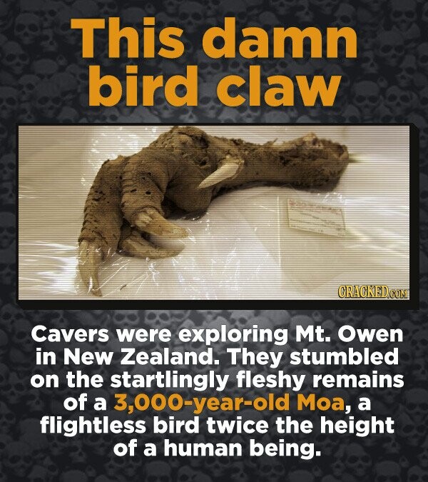 This damn bird claw CRACKED.COM Cavers were exploring Mt. Owen in New Zealand. They stumbled on the startlingly fleshy remains of a 3,000-year-old Moa, a flightless bird twice the height of a human being.