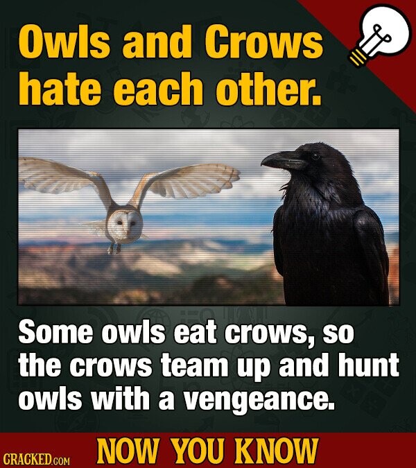 Owls and Crows hate each other. Some owls eat crows, so the crows team up and hunt owls with a vengeance. NOW YOU KNOW CRACKED.COM