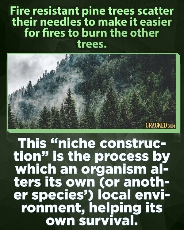 Fire resistant pine trees scatter their needles to make it easier for fires to burn the other trees. CRACKED.COM This niche construc- tion is the process by which an organism al- ters its own (or anoth- er species') local envi- ronment, helping its own survival.