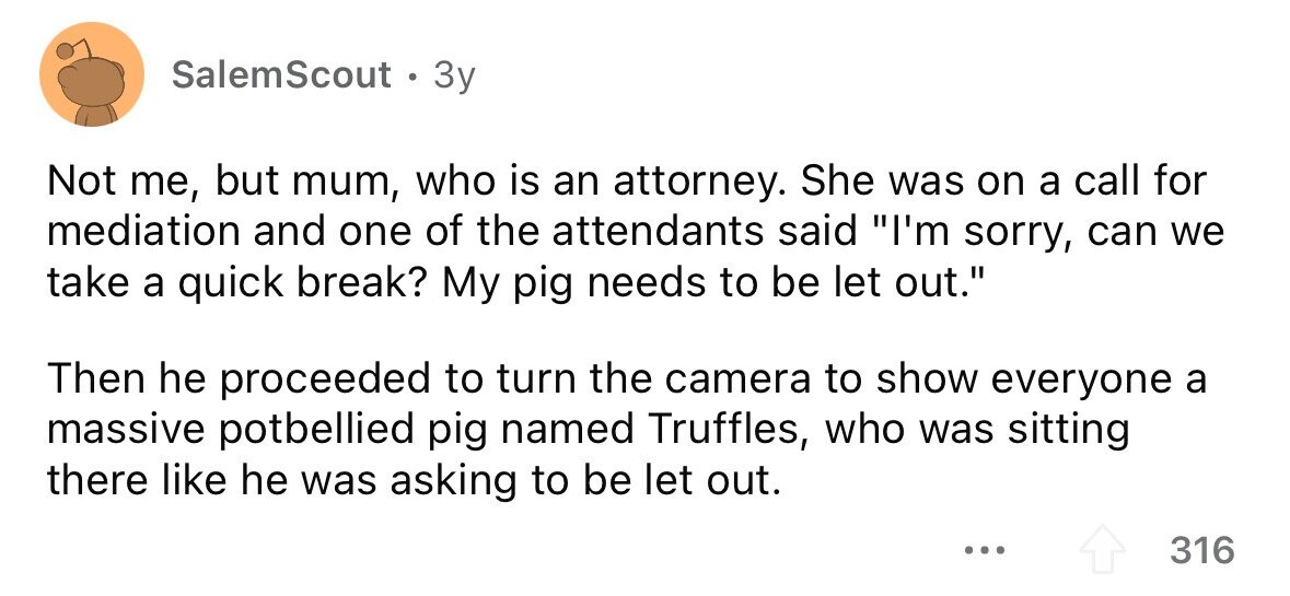 SalemScout . 3y Not me, but mum, who is an attorney. She was on a call for mediation and one of the attendants said I'm sorry, can we take a quick break? My pig needs to be let out. Then he proceeded to turn the camera to show everyone a massive potbellied pig named Truffles, who was sitting there like he was asking to be let out. ... 316