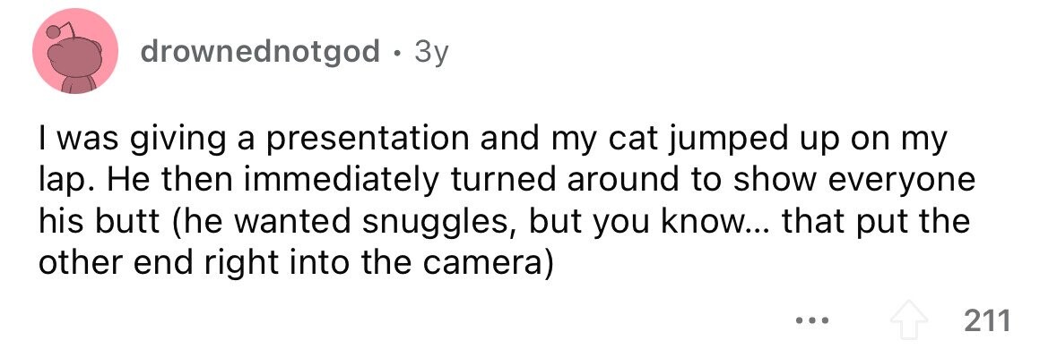 drownednotgod . 3y I was giving a presentation and my cat jumped up on my lap. Не then immediately turned around to show everyone his butt (he wanted snuggles, but you know... that put the other end right into the camera) ... 211