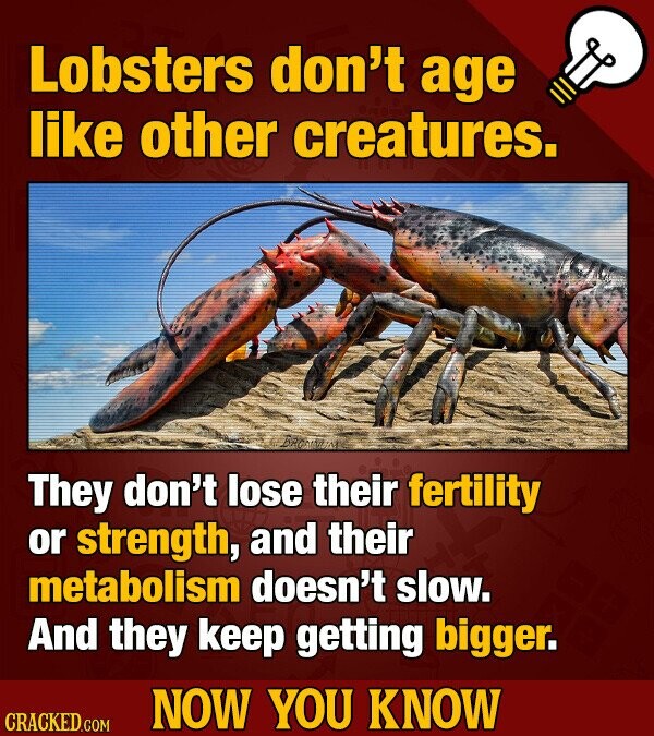 Lobsters don't age like other creatures. BRONNINA They don't lose their fertility or strength, and their metabolism doesn't slow. And they keep getting bigger. NOW YOU KNOW CRACKED.COM