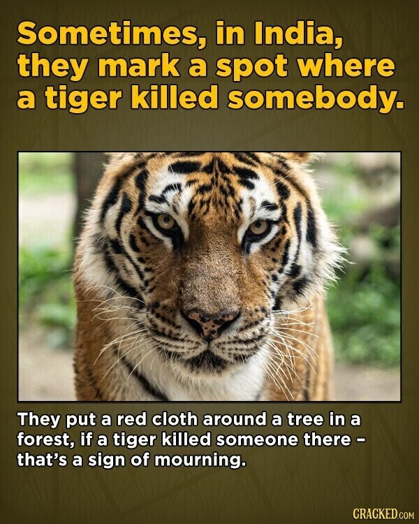 Sometimes, in India, they mark a spot where a tiger killed somebody. They put a red cloth around a tree in a forest, if a tiger killed someone there - that's a sign of mourning. CRACKED.COM