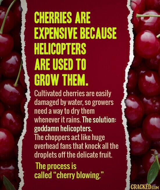 CHERRIES ARE EXPENSIVE BECAUSE HELICOPTERS ARE USED TO GROW THEM. Cultivated cherries are easily damaged by water, so growers need a way to dry them whenever it rains. The solution: goddamn helicopters. The choppers act like huge overhead fans that knock all the droplets off the delicate fruit. The process is called cherry blowing. CRACKED.COM