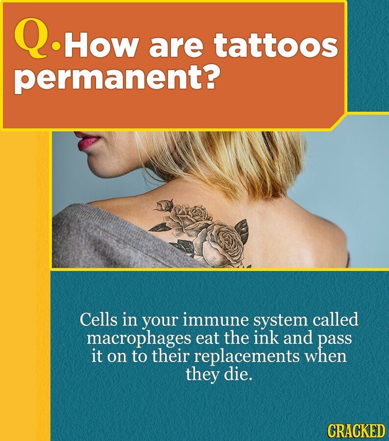 Q.How are tattoos permanent? Cells in your immune system called macrophages eat the ink and pass it on to their replacements when they die. CRACKED