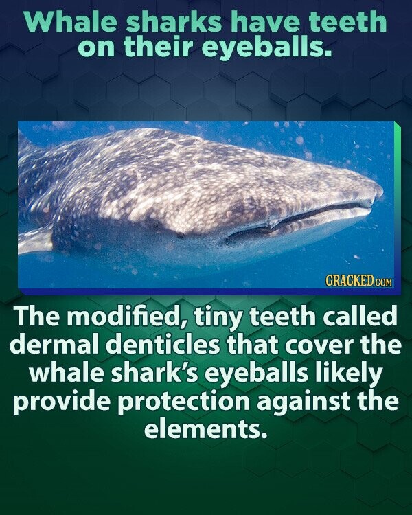 Whale sharks have teeth on their eyeballs. CRACKED.COM The modified, tiny teeth called dermal denticles that cover the whale shark's eyeballs likely provide protection against the elements.