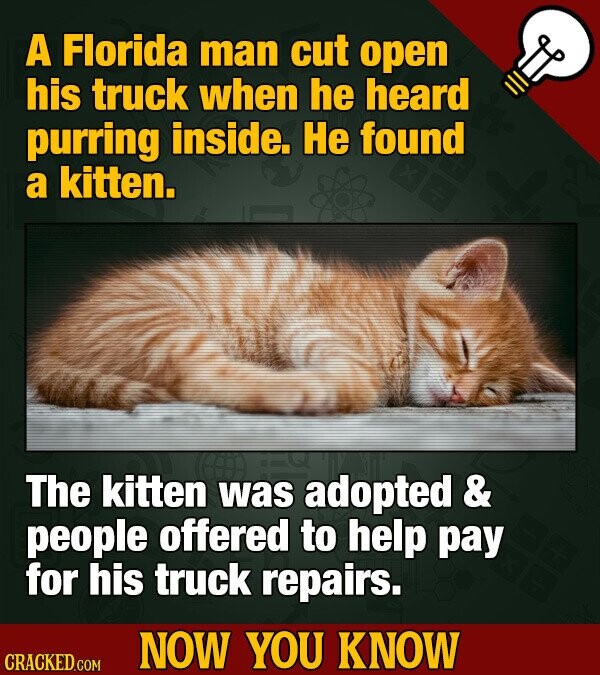 A Florida man cut open his truck when he heard purring inside. Не found a kitten. The kitten was adopted & people offered to help pay for his truck repairs. NOW YOU KNOW CRACKED.COM