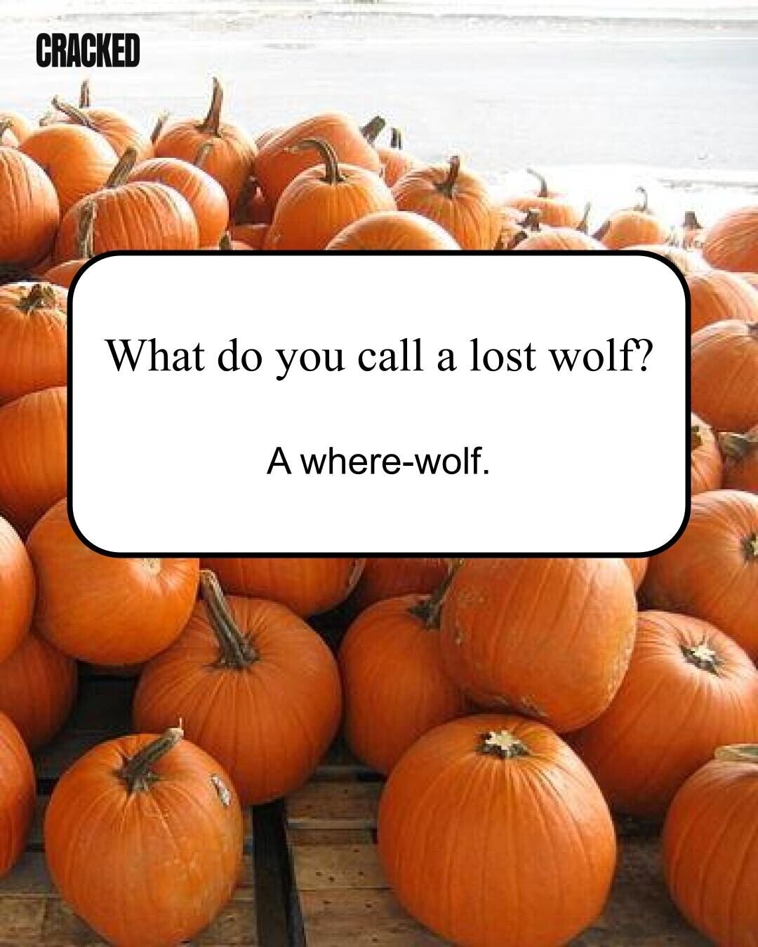 CRACKED What do you call a lost wolf? A where-wolf.