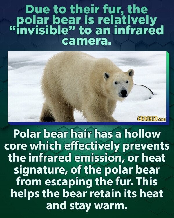 Due to their fur, the polar bear is relatively invisible to an infrared camera. GRAGKED.COM Polar bear hair has a hollow core which effectively prevents the infrared emission, or heat signature, of the polar bear from escaping the fur. This helps the bear retain its heat and stay warm.