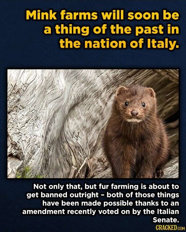 Mink farms will soon be a thing of the past in the nation of Italy. Not only that, but fur farming is about to get banned outright - both of those things have been made possible thanks to an amendment recently voted on by the Italian Senate. CRACKED.COM