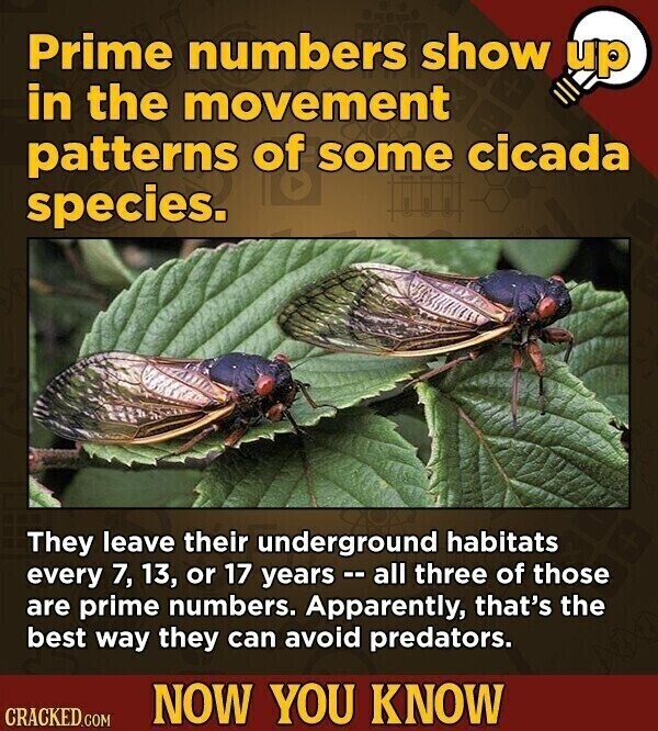 Prime numbers show up in the movement patterns of some cicada species. They leave their underground habitats every 7, 13, or 17 years - - all three of those are prime numbers. Apparently, that's the best way they can avoid predators. NOW YOU KNOW CRACKED.COM